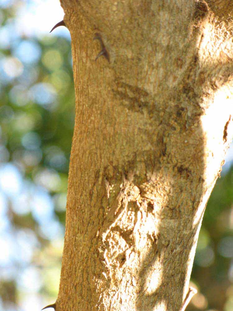              Thorns (Winter Haven, FL)       